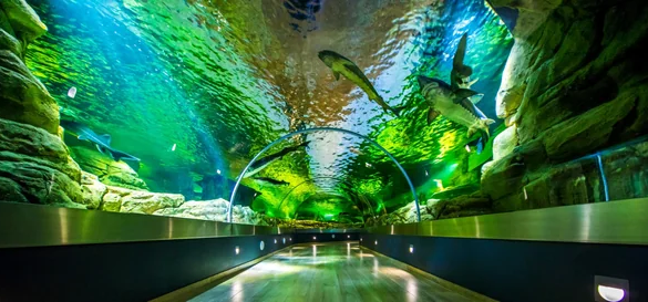 Túnel subaquático em aquário com tubarões e peixes nadando acima dos visitantes, iluminação verde e azul, rochas decorativas e passarela de vidro proporcionando vista panorâmica da vida marinha