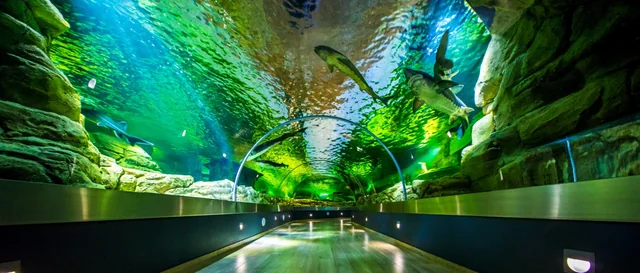Túnel subaquático em aquário com tubarões e peixes nadando acima dos visitantes, iluminação verde e azul, rochas decorativas e passarela de vidro proporcionando vista panorâmica da vida marinha